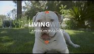 ALL ABOUT LIVING WITH AMERICAN BULLDOGS