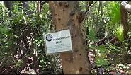 Species Spotlight: Poisonwood