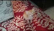 Tiny kitten orders a meal