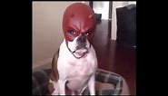 dog with daredevil mask meme no watermark for tiktok