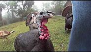 Angry Turkey Hen