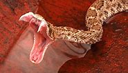 A Complete List of Venomous Snakes in the United States (30  Species!)