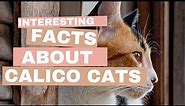 Calico Cats: Interesting Facts