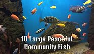 10 Large Peaceful Community Fish For Freshwater Aquarium [With Pictures]