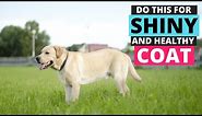 Labrador Coat Care: Keep the Coat Shiny and Healthy