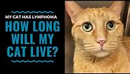 Prognosis and Life Expectancy for Feline Lymphoma: Vlog 99