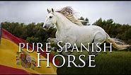 Pure Spanish Horse