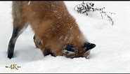 Red fox showing snow-dive hunting technique in the wild