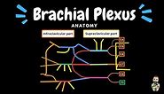 Brachial Plexus (Scheme + Quiz) | Anatomy