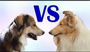 English Shepherd: Farm Collie vs Show Collie