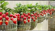 No need for a garden, Growing Strawberries at home is very easy and has a lot of fruit