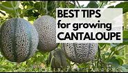 BEST TIPS for growing CANTALOUPE: Grow SWEET, FLAVORFUL cantaloupe with these tips.