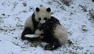 New Year's greetings from panda friends