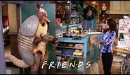 Ross Is the Holiday Armadillo | Friends