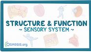 Sensory system: Structure and function - Osmosis Video Library