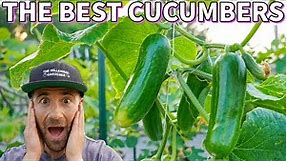 These Are The BEST CUCUMBERS I've EVER Grown! 3 Incredible Cucumber Varieties