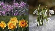 20 Flowers That Bloom In Winter - Gardening Channel