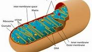 Mitochondria - Definition, Function & Structure | Biology Dictionary