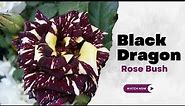 Black Dragon Rose Bush | Dark Dragon Rose Bush | TinyLeaf
