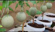 How to grow melons easily with high productivity in plastic containers for beginner