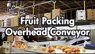Fruit Packaging using an Empty Carton Delivery Conveyor
