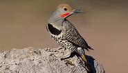 Gilded Flicker Identification, All About Birds, Cornell Lab of Ornithology