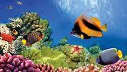 Ocean Habitats: Ocean Life Education Primary Curriculum Resource 1