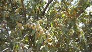 Almond Tree Loaded For Harvest.AVI