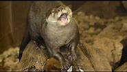 Wild Wednesday: Asian Small Clawed Otters