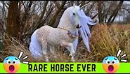Top 10 Rarest Horses Breeds In The World | 10 Rarest Horse Breeds Ever | 10 Most Rare Horses Species