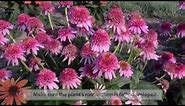 Echinacea Production Tips | Walters Gardens