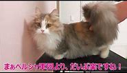 【Kitten videos】Brushing a long-haired cat~Life with cats Vol.60 ~ munchkin･minuet･persian