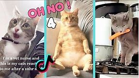 Oh No, Oh No, Oh No No No Song Cat Meme PART 4 of 4 - CATS TIKTOK COMPILATION l Oh Hooman