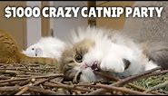 $1000 Crazy Catnip Party!ㅣKittisaurus