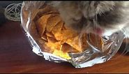 Me and my cat are eating Doritos together