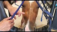 Huge Dental Infection In Young Rescued Horse - Diagnosis and Extraction