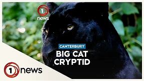 The legend of the Canterbury Black Panther
