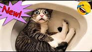 Best Funny Cat And Dog Videos 2024 😜🤣 Cute Kitten Memes Compilation PART 16😍
