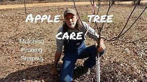 How to Care for Young Apple Trees