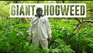 Hogweed is one of Canada's most dangerous plants, here's what you should know
