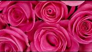 Pink Roses Free Background Videos, Motion Graphics, No Copyright | All Background Videos