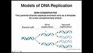 DNA Replication Models