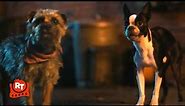 Strays (2023) - Crazy Little Dog Scene | Movieclips