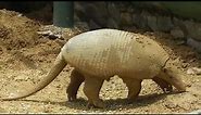 Un armadillo gigante, el más grande del mundo. Llanos de Colombia