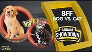 Dog vs. Cat: Battle for the BFF | Animal Showdown