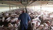 Benefits of ND Livestock: Hogs - German Farms