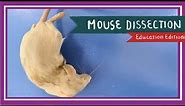 Mouse Dissection || Of Mice and Men [EDU]