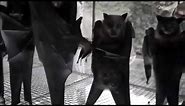 Hanging bats filmed upside-down look like a Goth nightclub