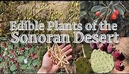 8 Edible Wild Plants of Arizona's Sonoran Desert (And How to Use Them!!!)