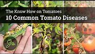 10 Common Tomato Diseases